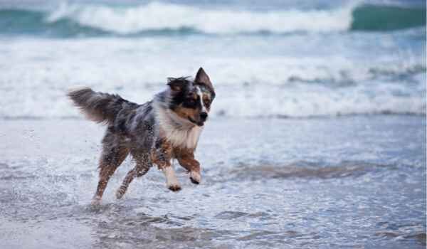 Playas para perros en Barcelona