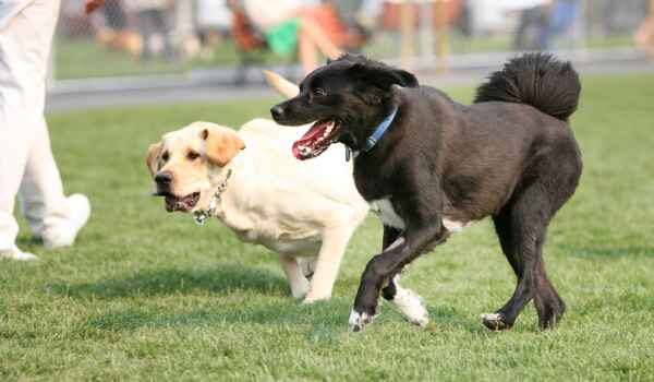 Mejores parques para perros en Palma de Mallorca