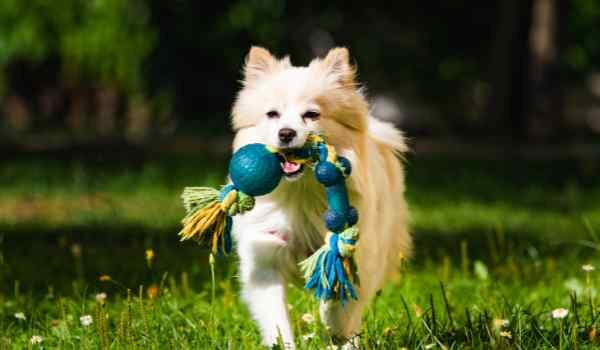 Los mejores parques para perros en Córdoba