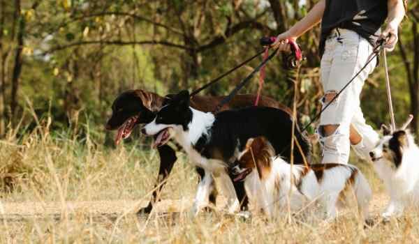 Parques para perros en Catarroja