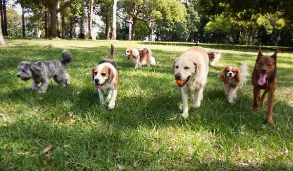 Parques para perros en Ontinyent