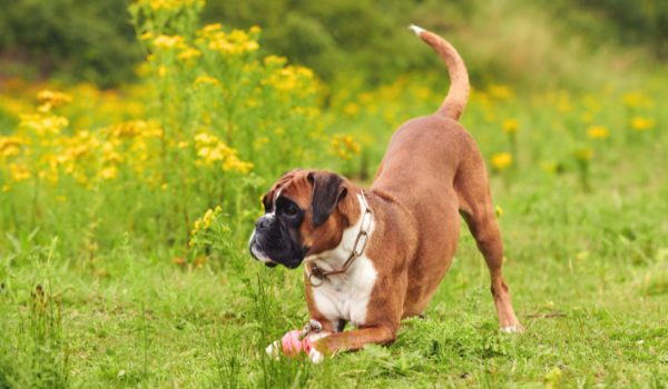 Los mejores parques para perros de Leganés