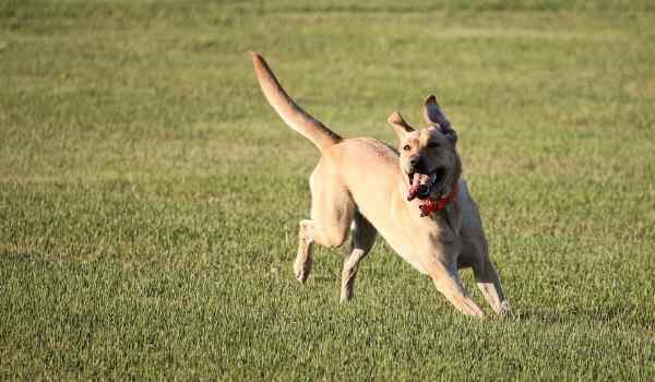 Mejores parques para perros de Gijón