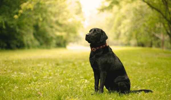 Parques para perros en Torre del Mar