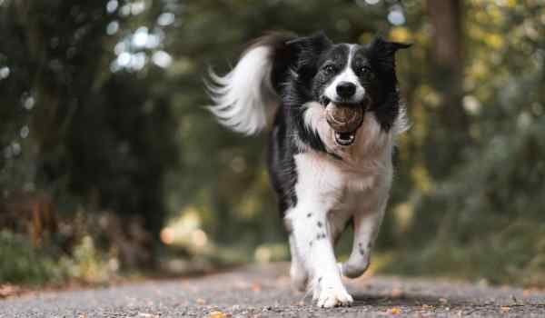 Parques para perros en Manresa