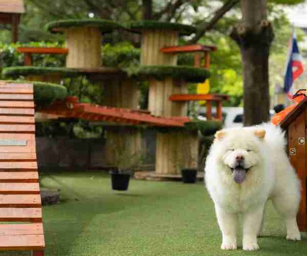 Estos son los mejores parques para perros en Barcelona