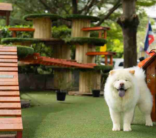 Estos son los mejores parques para perros en Barcelona