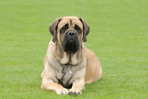 Características del mastiff o mastín inglés