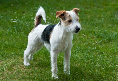 Características del parson Russell terrier