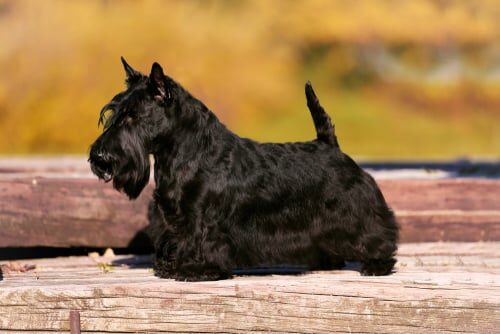 Terrier escocés o scottish terrier: características