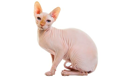 Características del gato sphynx o esfinge