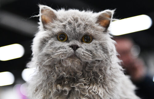 Características del gato selkirk rex