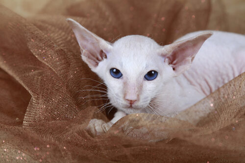 Características del gato peterbald