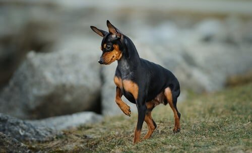 Pinscher miniatura: características y cuidados