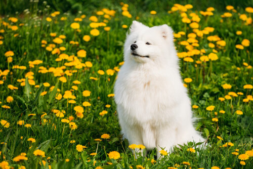 Características del perro samoyedo