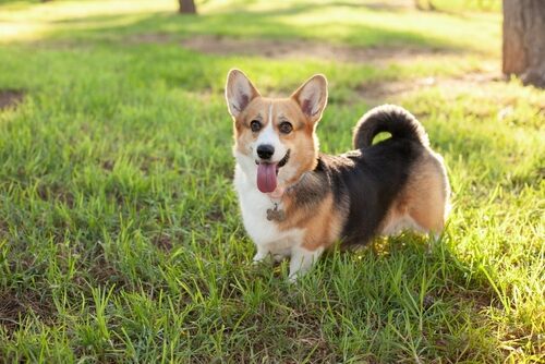 Corgi galés de Cardigan: características y cuidados