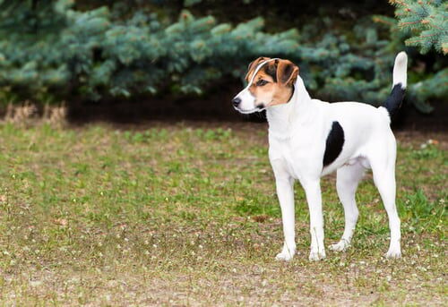 Características del fox terrier de pelo liso