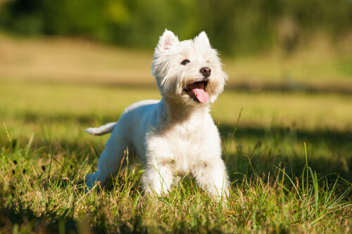 Características del west highland white terrier