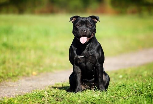 Características del staffordshire bull terrier