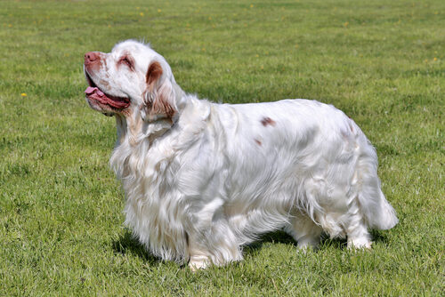 Clumber spaniel: características y cuidados