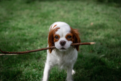 Características del spaniel holandés