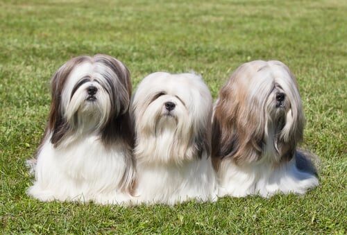 Características del lhasa apso