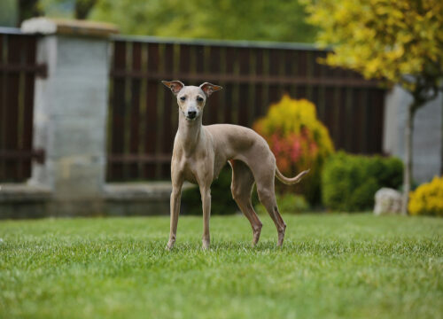 Características del galgo italiano