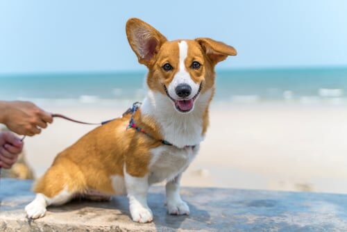 Características del corgi galés de Pembroke