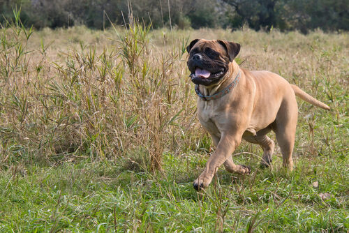 Características del bullmastiff