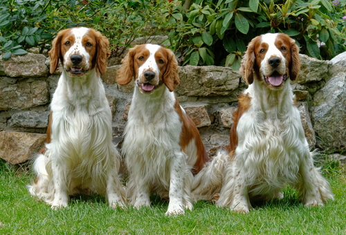 Springer spaniel galés: características y cuidados