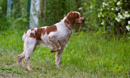 Características del spaniel bretón o bretón español