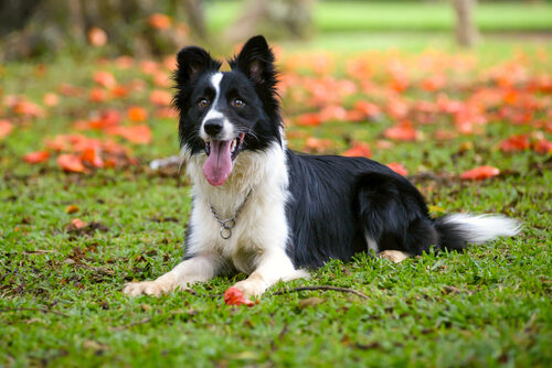 Características del border collie