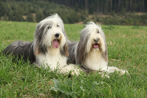 Características del collie barbudo