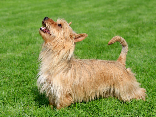 Características del terrier australiano