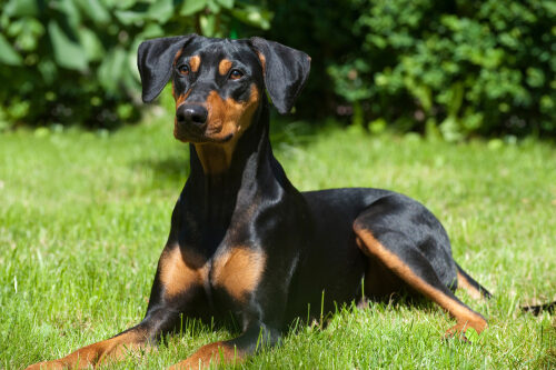 Características del pinscher alemán