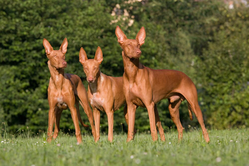 Características del podenco canario