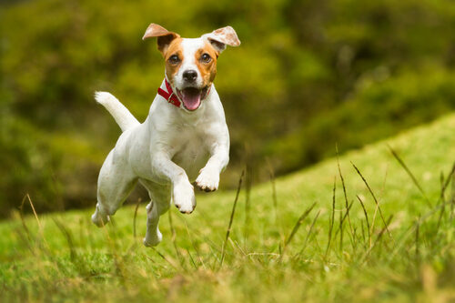 Características del Jack Russell terrier