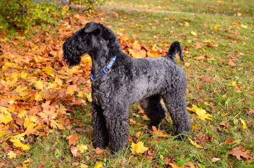 Kerry blue terrier: características y cuidados