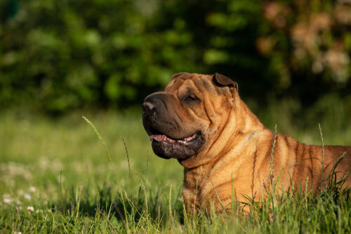 Características del shar pei