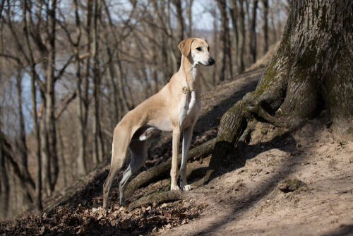 Sloughi o galgo árabe: características y cuidados