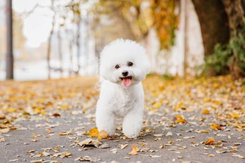 Características del bichón frisé