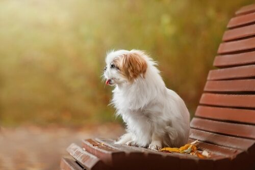 Spaniel japonés: características y cuidados