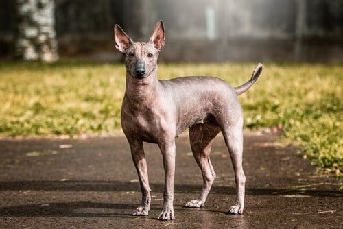 Características del xoloitzcuintle o perro azteca