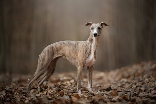 Whippet: características y cuidados