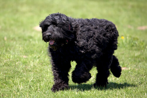 Terrier ruso negro: características y cuidados