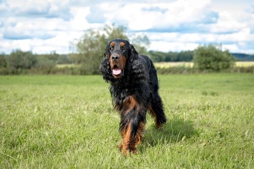 Gordon setter o setter escocés: características y cuidados