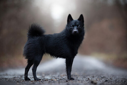 Características del schipperke