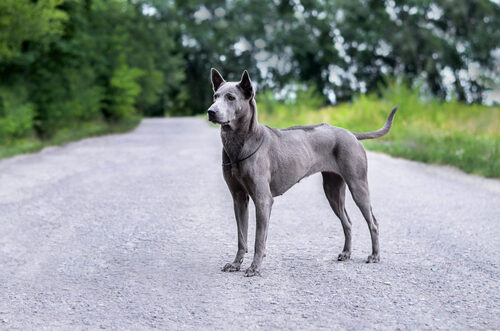 Características del ridgeback tailandés