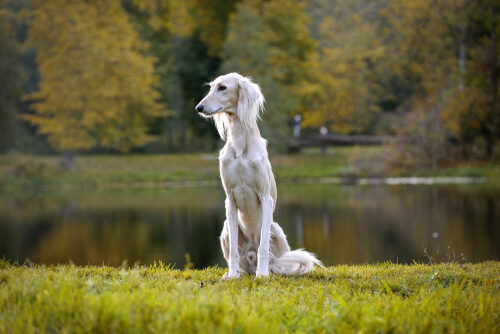 Características del saluki