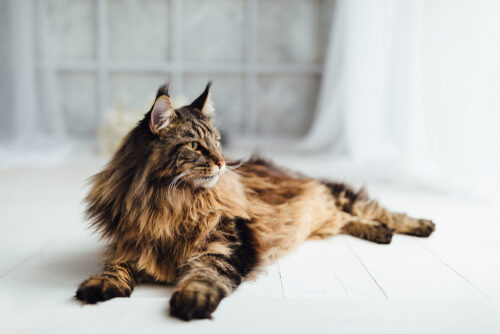 Características del gato Maine coon